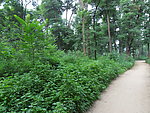 乡村 小路 树林