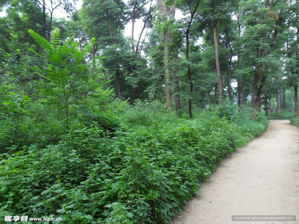 乡村 小路 树林