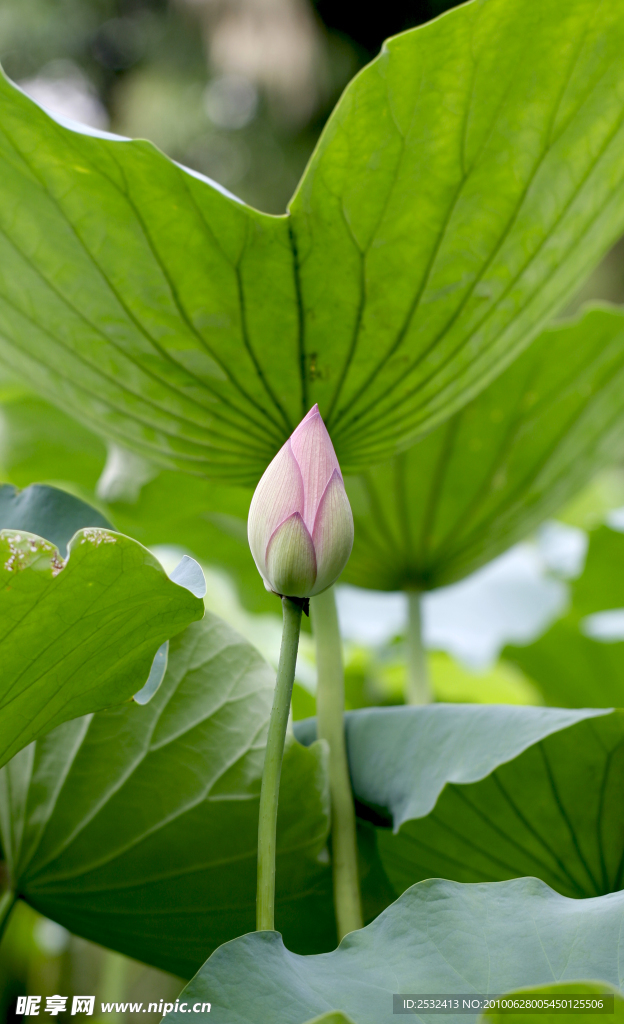 夏荷