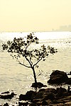 红树