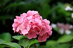 花团