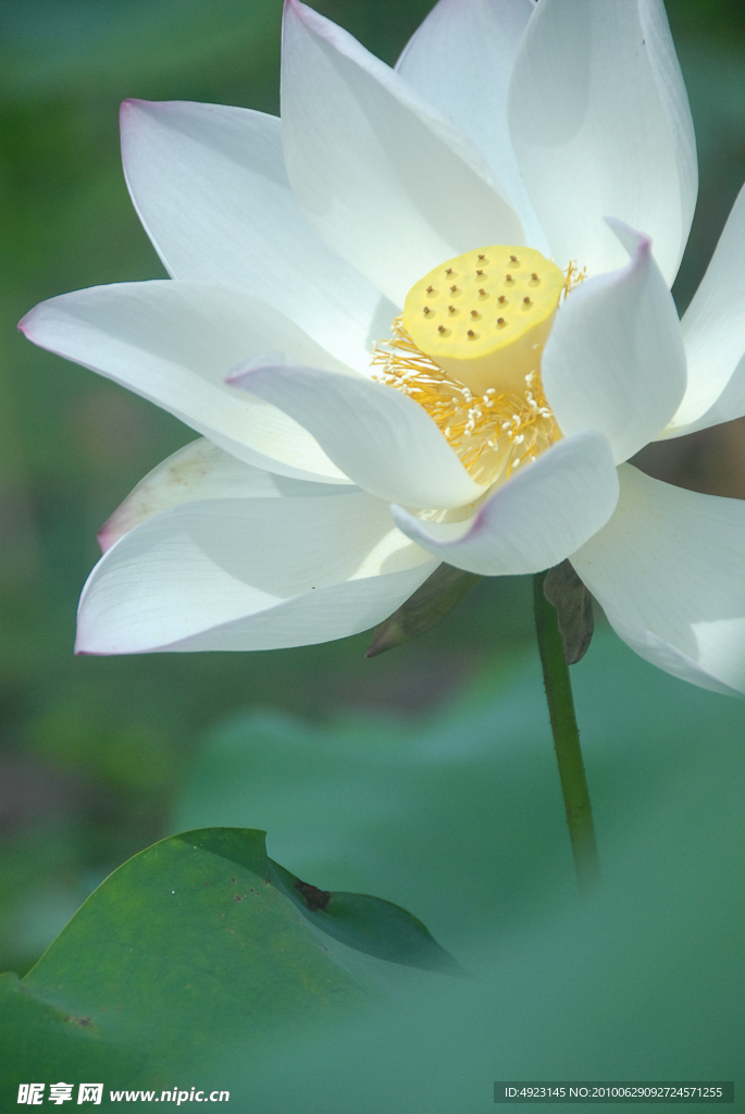 荷花