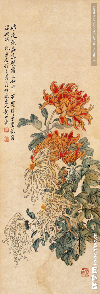 黄山寿 菊花 立轴