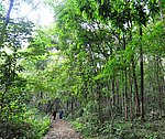 九连山原始森林区
