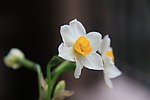 水仙花
