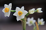 水仙花