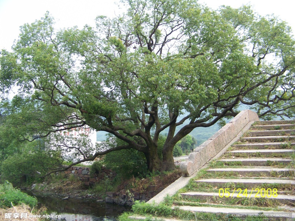 湖湘自然历丨在春天，种一棵树①香樟_百科TA说