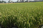 丰收水稻田