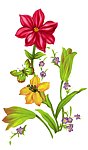蝴蝶花