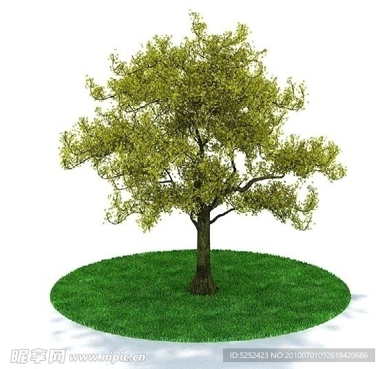 精品树木3D模型