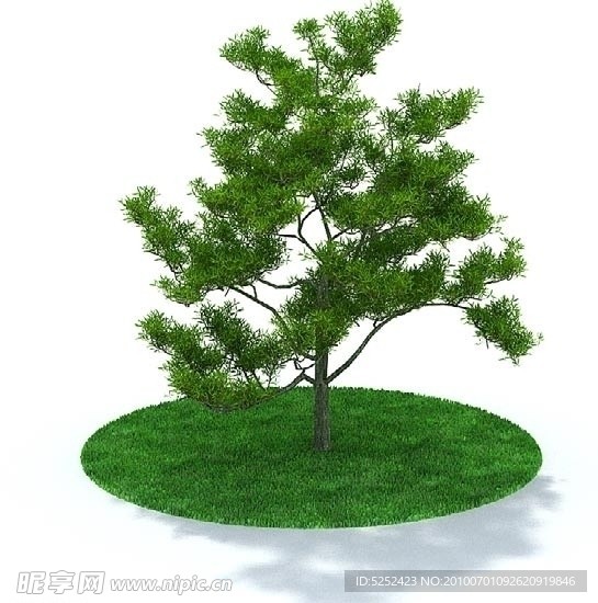 精美树木3D模型