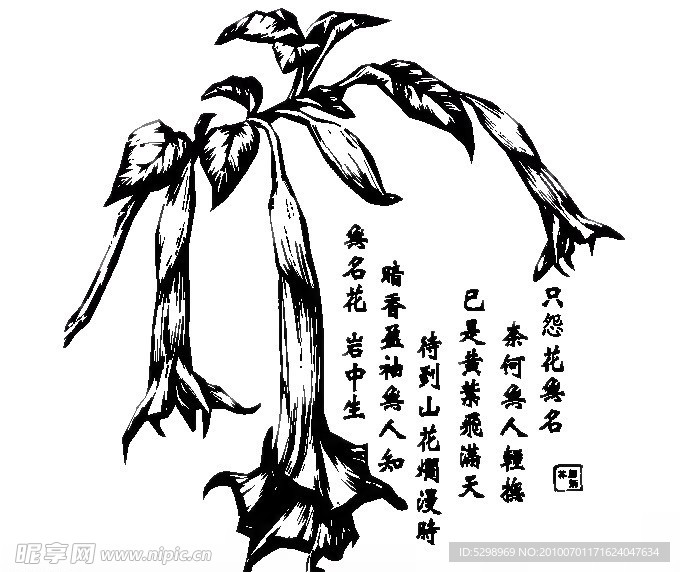 无名花