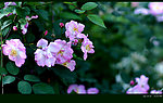 蔷薇花