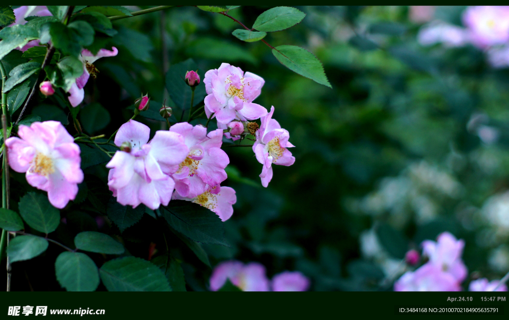 蔷薇花