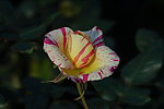 花纹玫瑰花