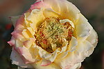 粉色玫瑰花