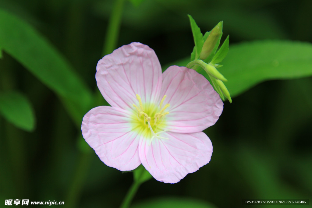 小花