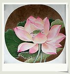 出水芙蓉