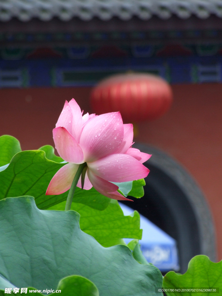 荷花