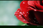 茶花