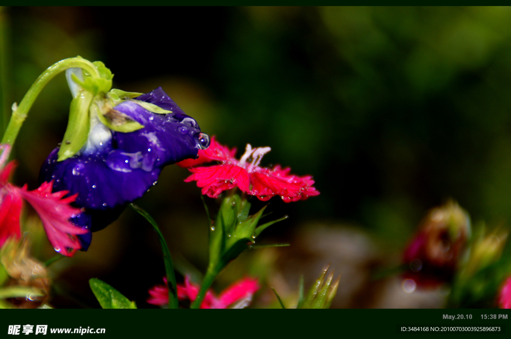 灯笼花