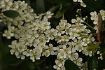 茉莉花