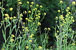 油菜花