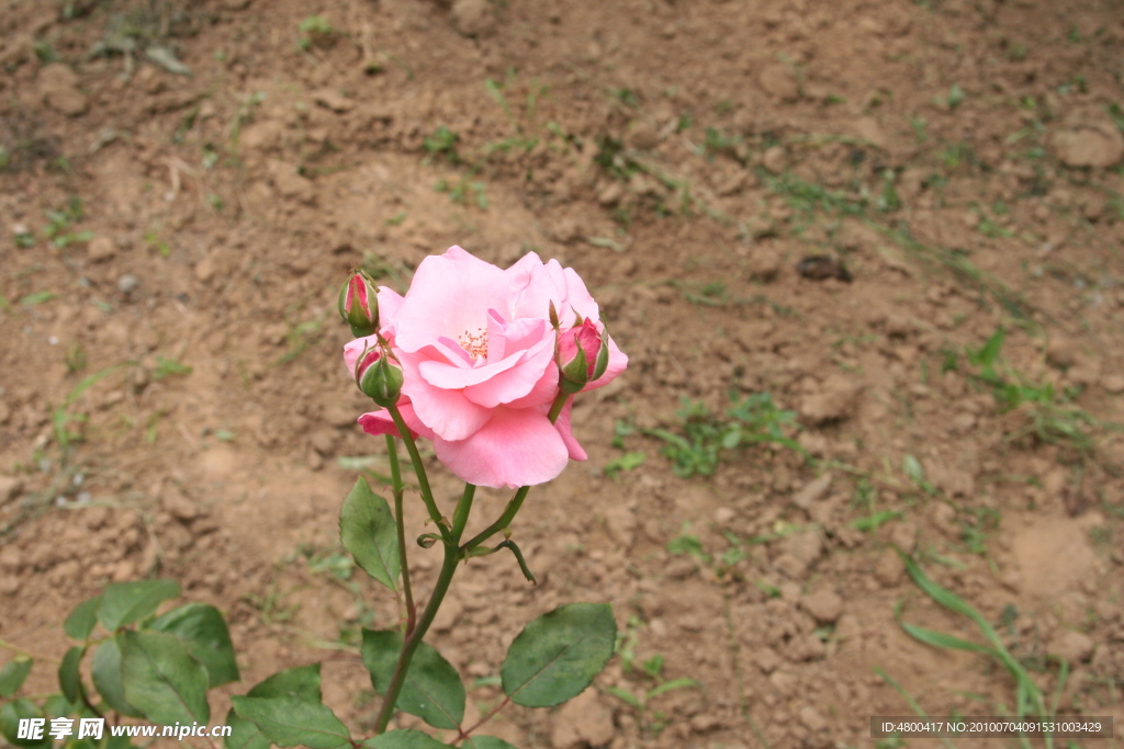 月季花