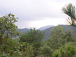 树和山