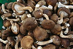 鲜香菇