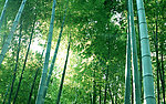 竹林景