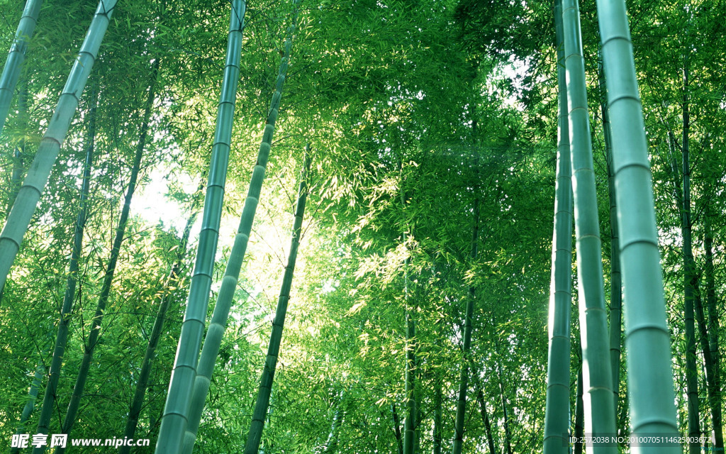竹林景