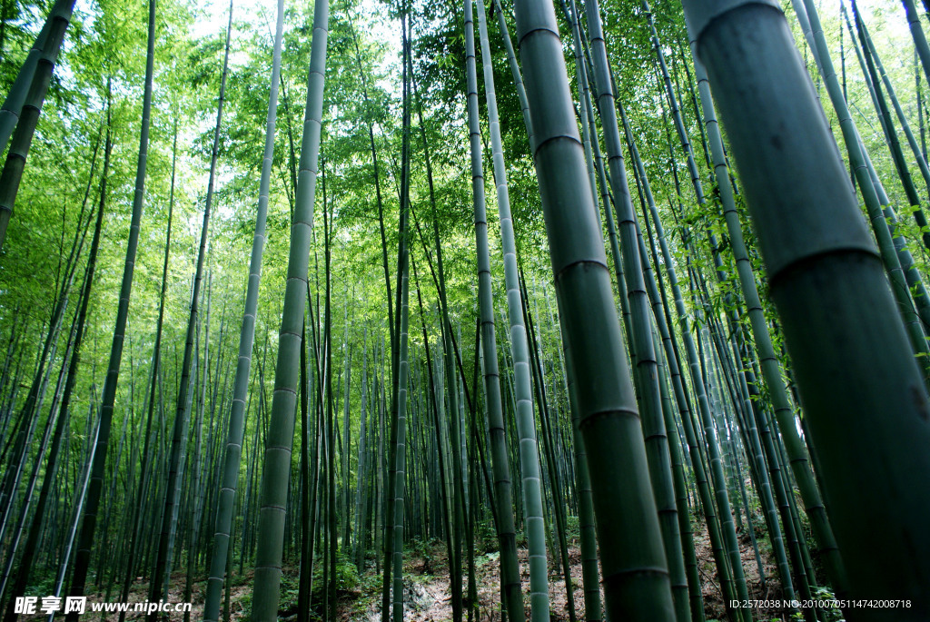 竹林景