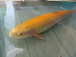 金樽（鳟）鱼