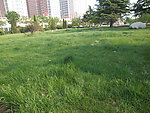 草地