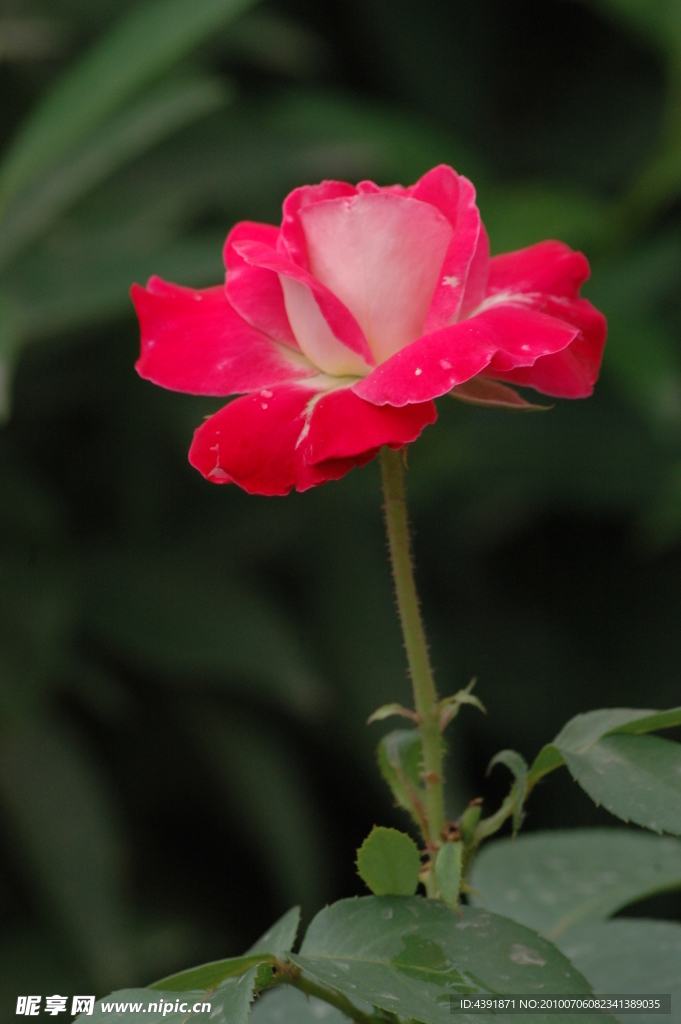 月季花