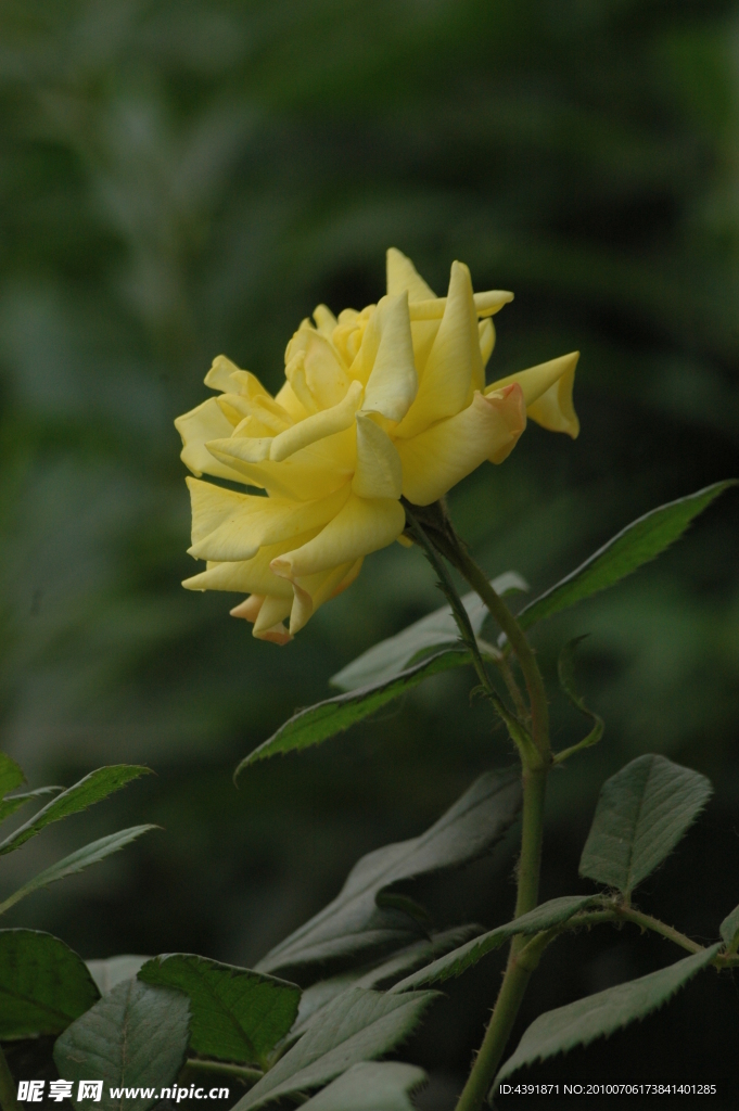 杜鹃花