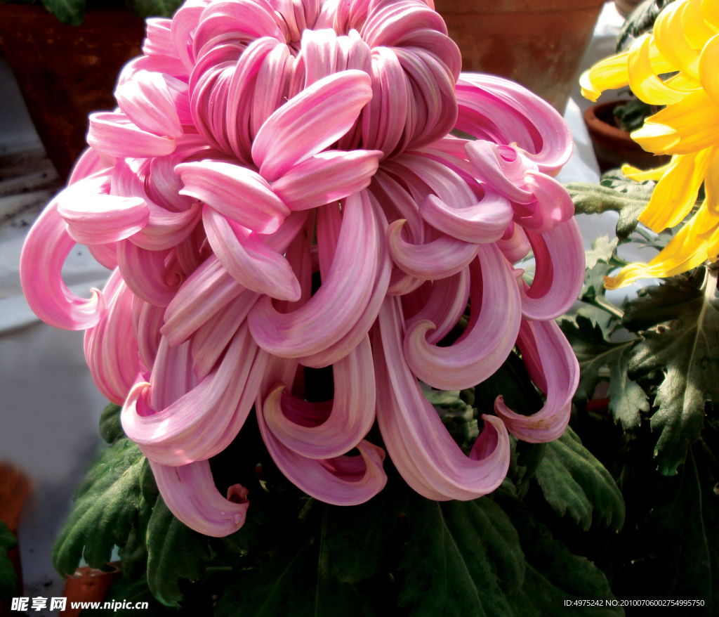 花卉菊花