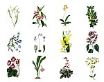 花草PSD分层素材