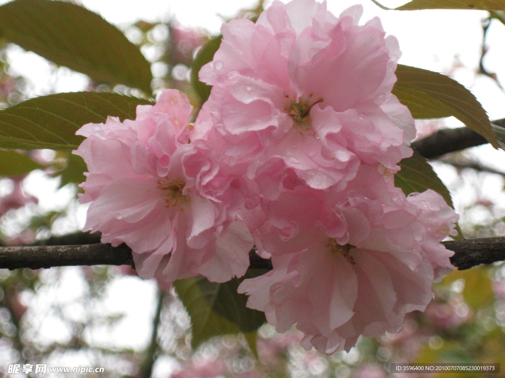 樱花