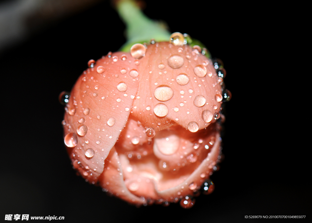 水滴花朵