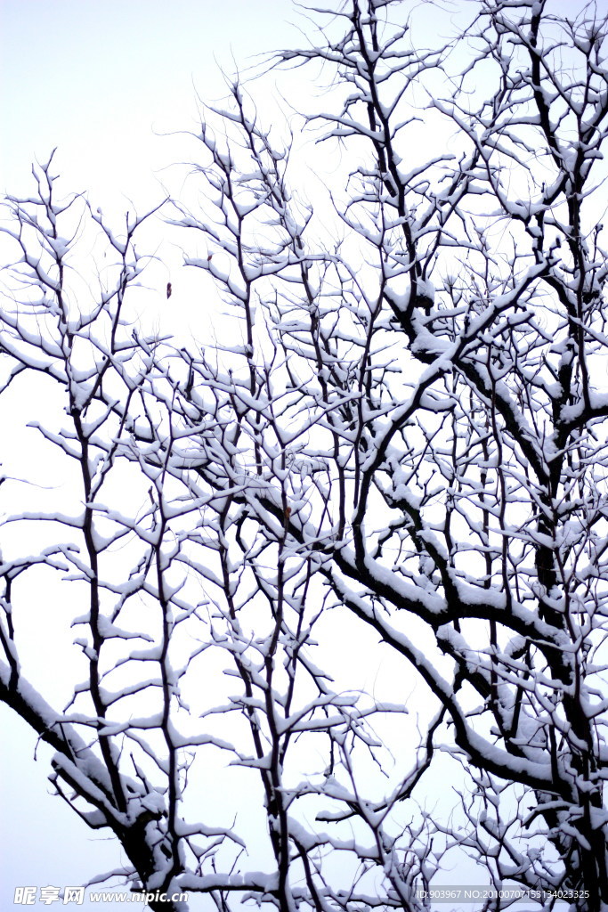 雪中树