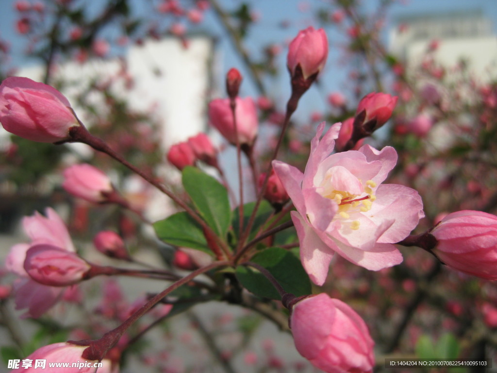 桃花