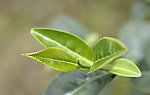茶文化
