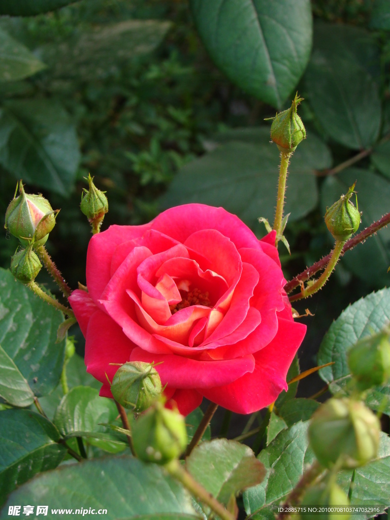 月季花