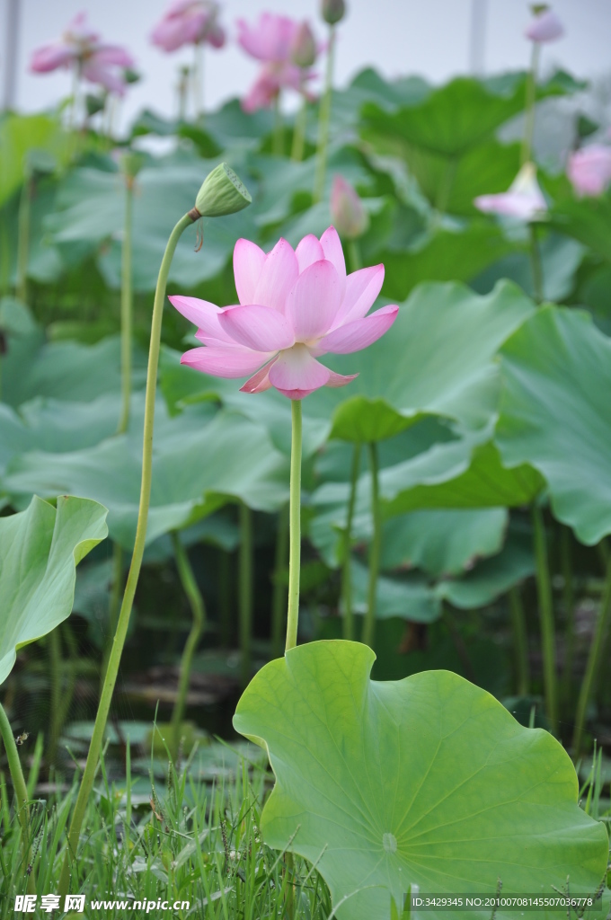 荷花