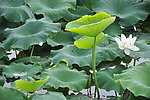 莲花