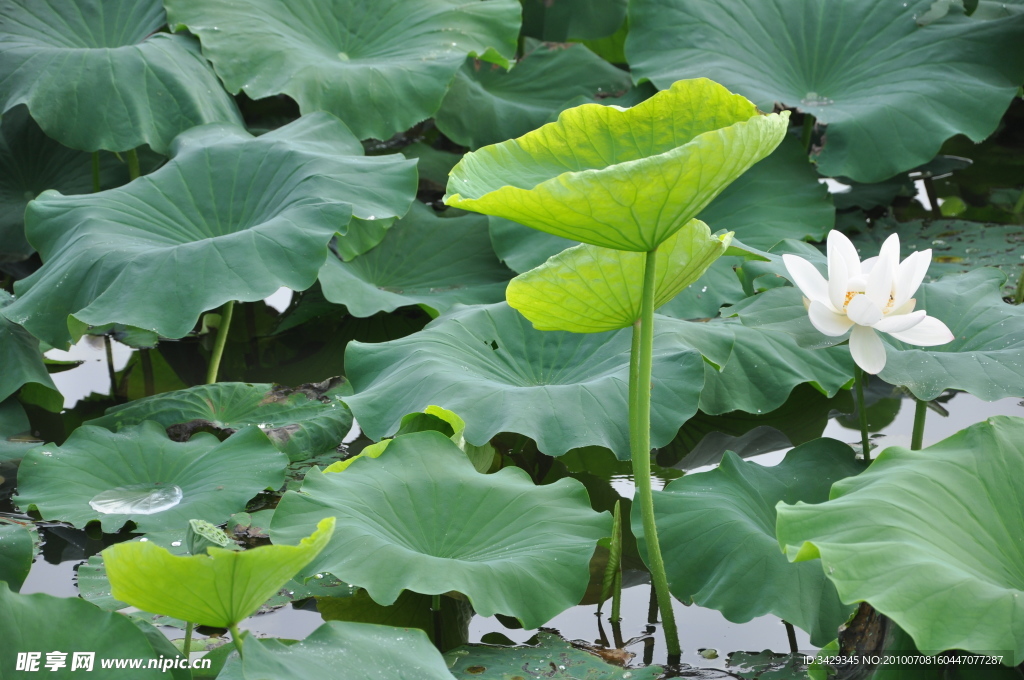 莲花