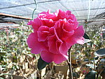 茶花珍品 贵妃红