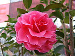 大理茶花珍品
